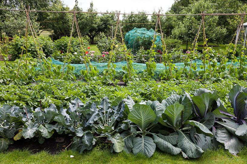 Veel groenten in de tuin